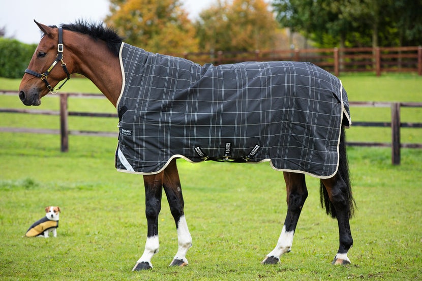 Young horse with a plaid print Rhino Blanket and small blanketed dog sitting in the background